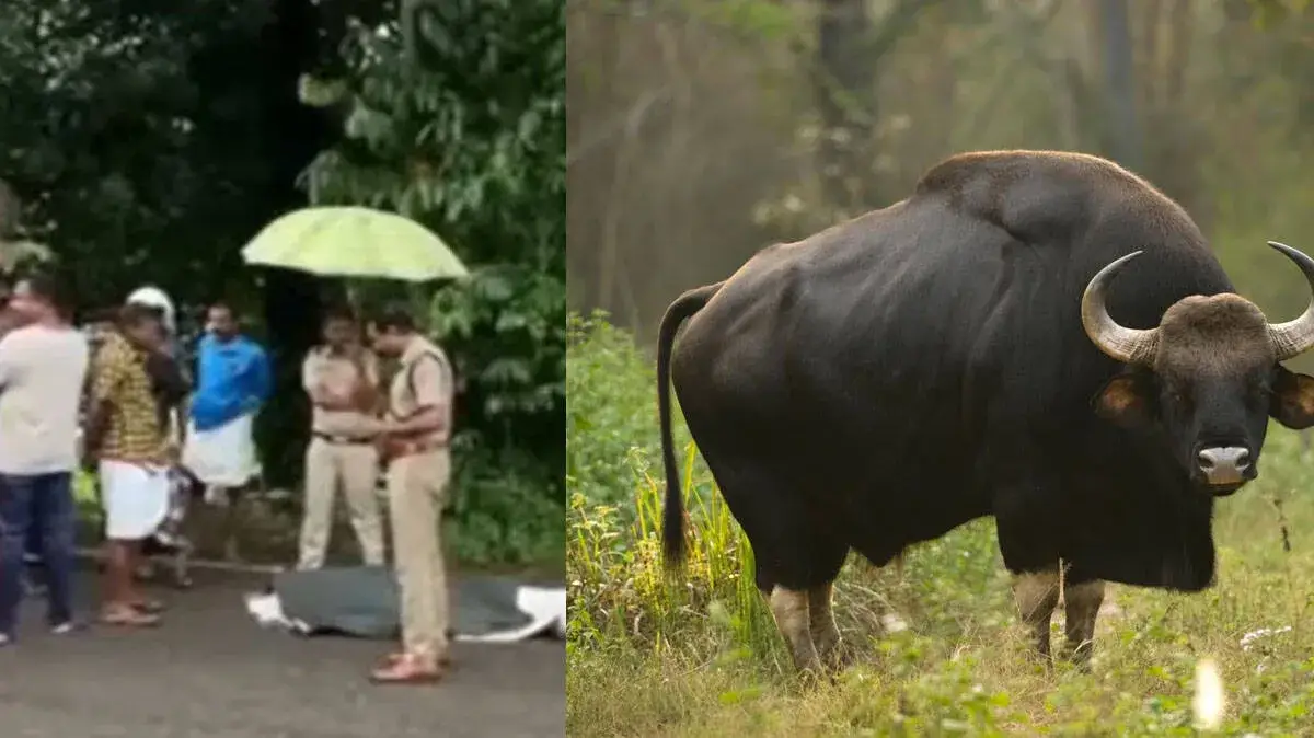wild-gaur