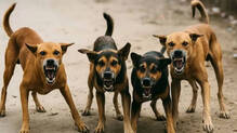 street-dogs-