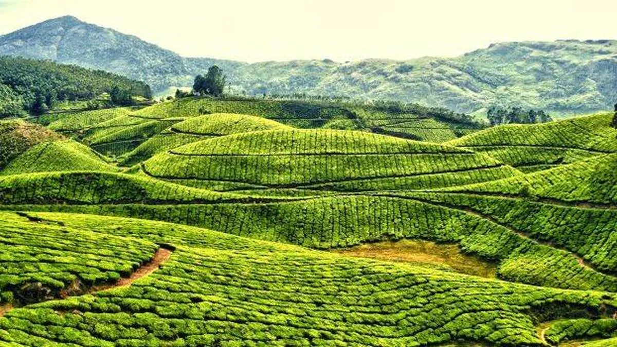 munnar-land-encroachment-