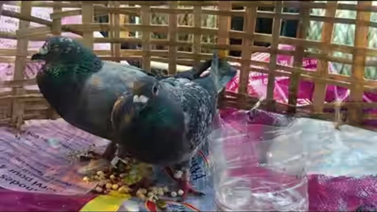 pigeon